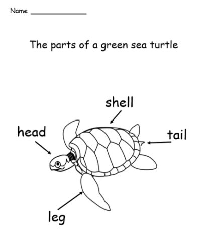 My Book About Green Sea Turtles Pre-K - Grade 1, 29 Pages - Lyric Power ...