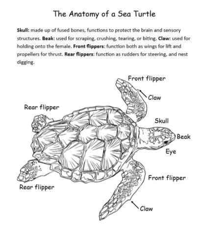My Book About Turtles Grades 2-4, 38 Pages - Lyric Power Publishing, LLC