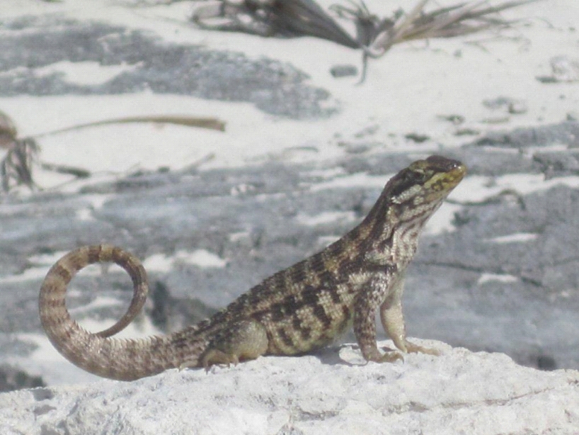 photo of curly-tail lizard on the beach