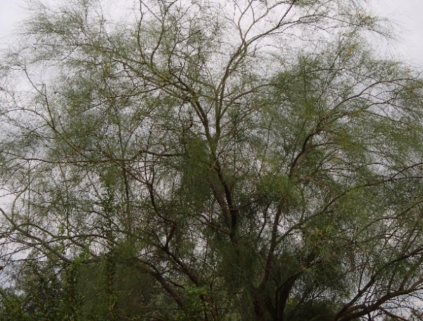 A wide shot of many branches of a green tree, a Palo Verde tree, in the Sonoran Desert