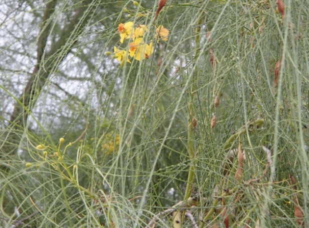 Close up of thin, green branches of a Palo Verde tree
