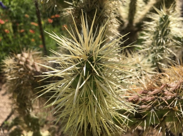 A teddy bear cholla cactus with many spines, in the Sonoran Desert