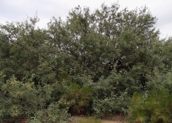 Thick, thorny branches of a green Velvet Mesquite Tree