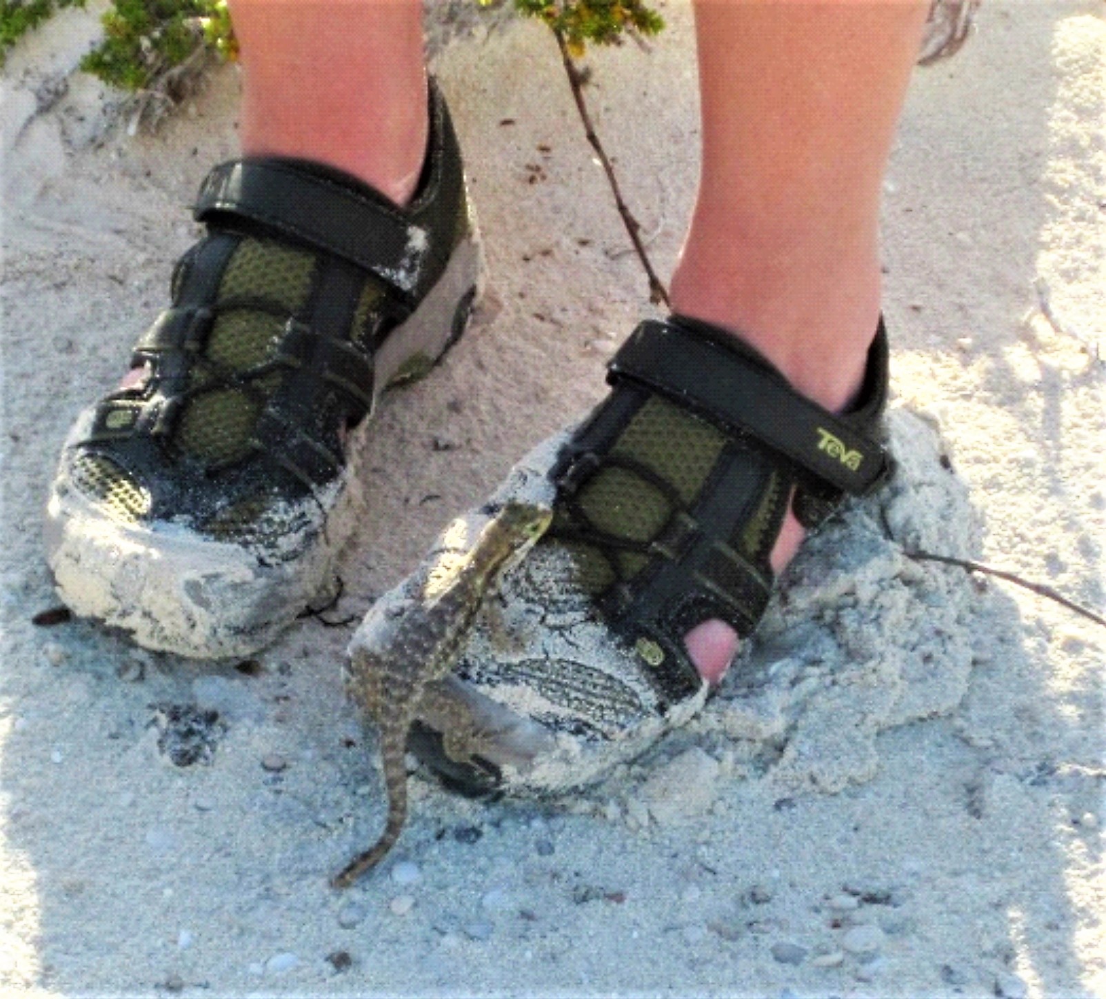 A Bahamian curly-tail lizard climbs onto a human shoe on a beach