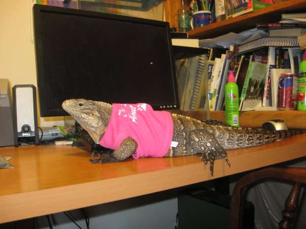 A Rock Iguana hybrid, wearing a pink sweater, resting near the computer display on a desk