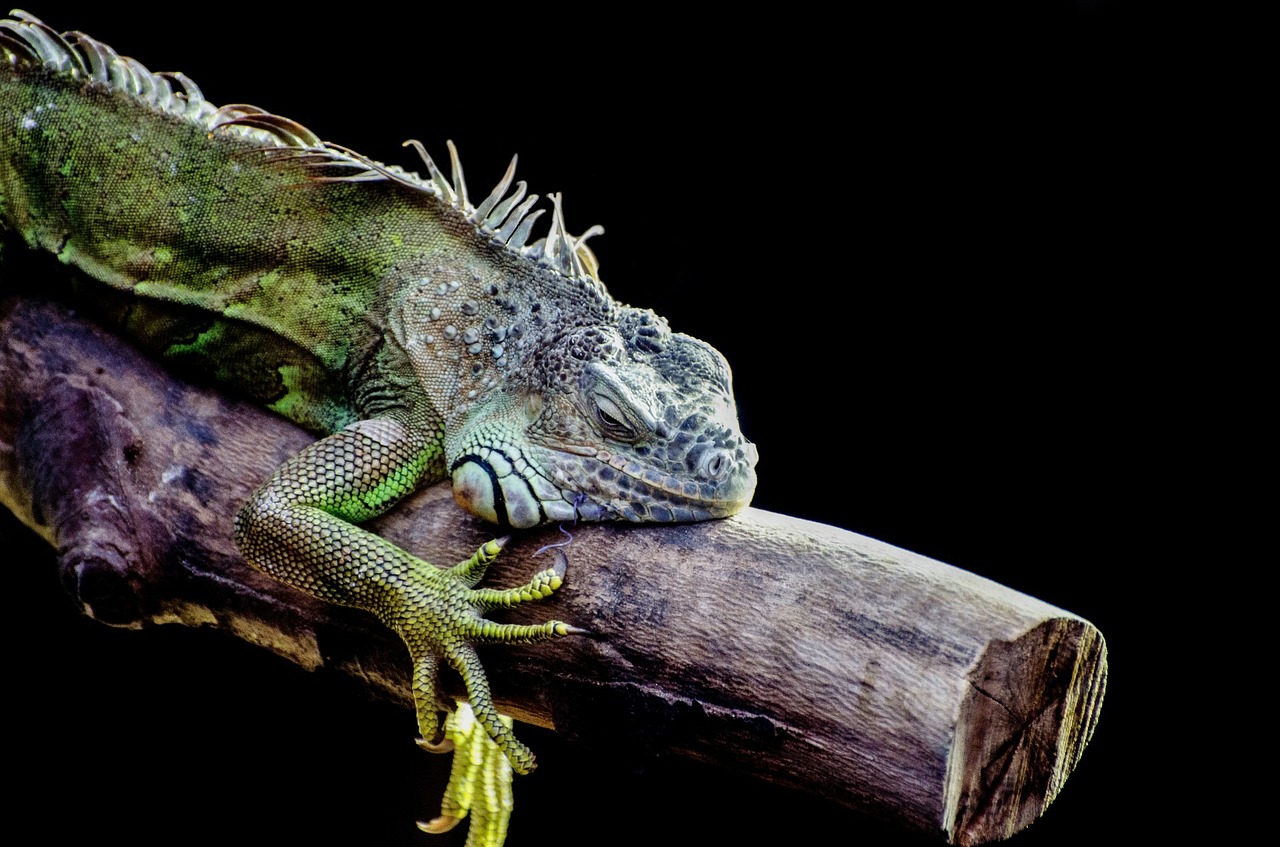 iguana resting on a branch