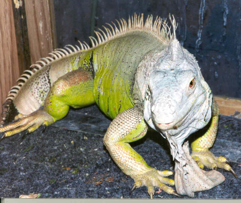 a yellow green iguana posing on a gray table