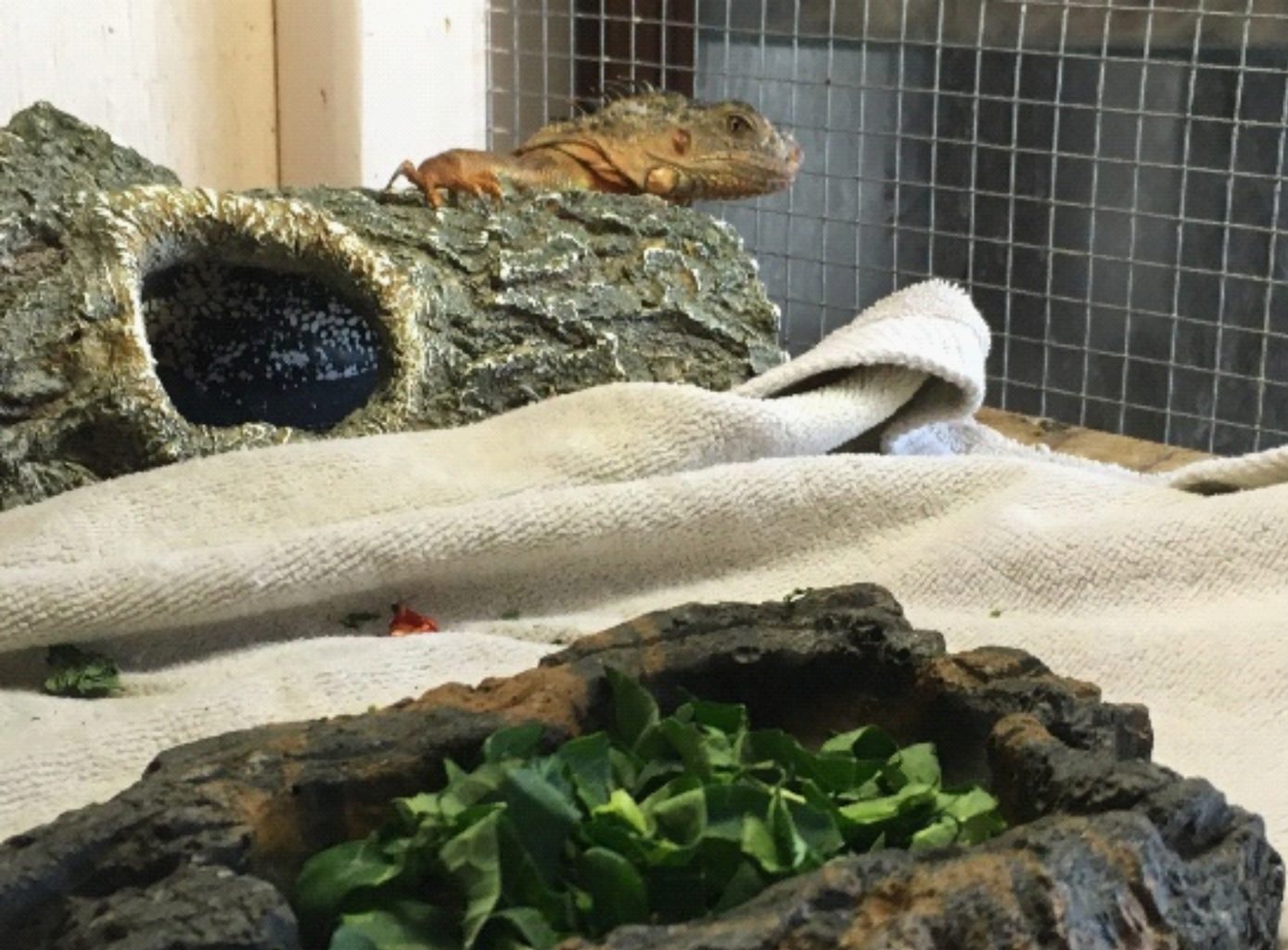 A orange colored green iguana, in a cage, hiding behind a log, with a food dish of green leaves