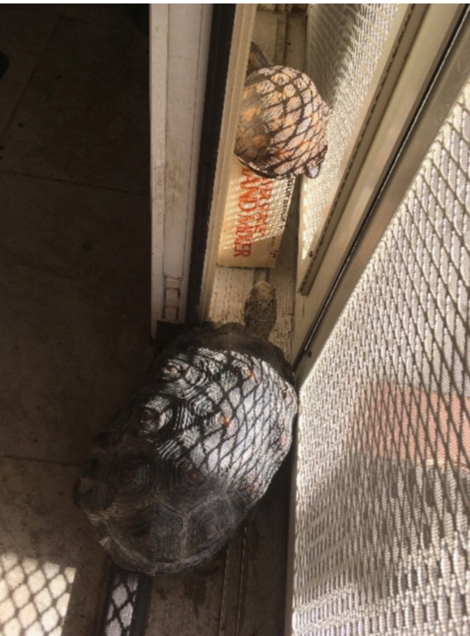 a turtle on abox inside a narrow space between two doors, with a tortoise that is too big, trying to squeeze into the space