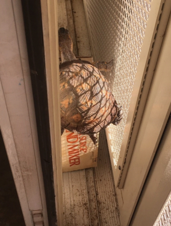 A box turtle, climbing onto a box, stuffed between a glass door and a screen door