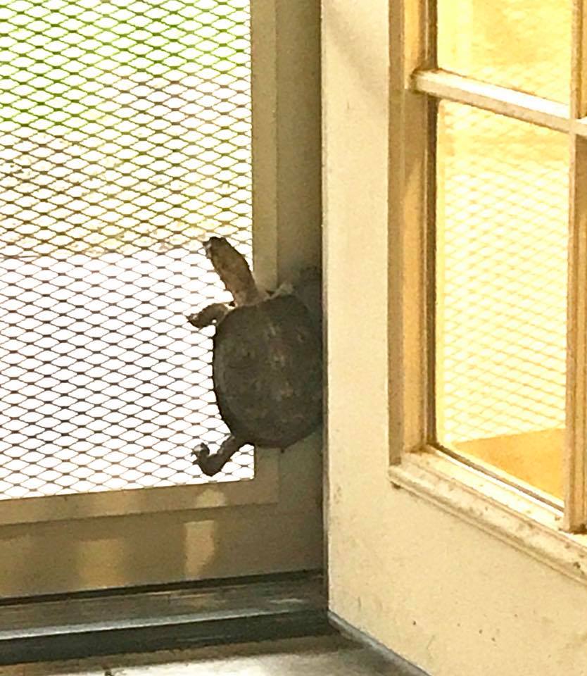 A door is opened, to a screen door, with a Box Turtle climbing up the screen