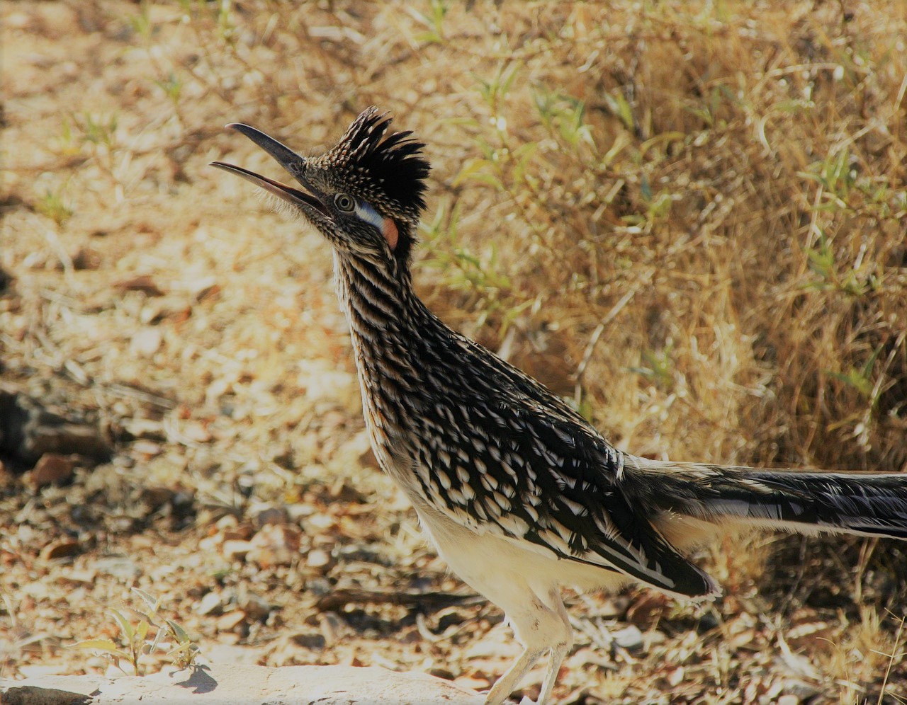 A Greater Roadrunner brown and white bird, standing in a desert