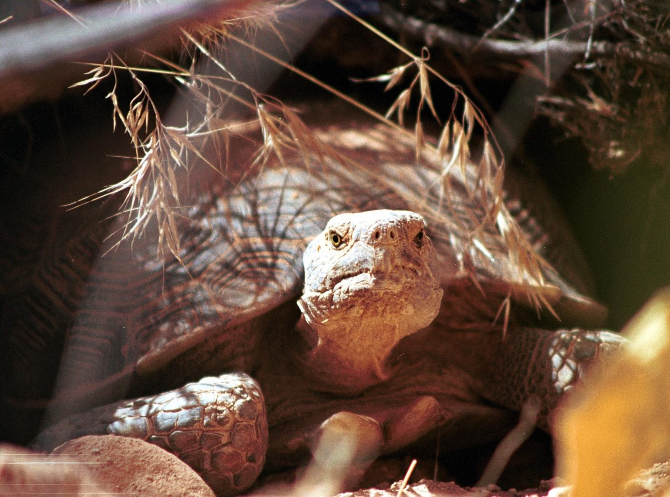 Background is the desert, browns, tans, yellows. The face and front legs of a Desert Tortoise, with its shell. 