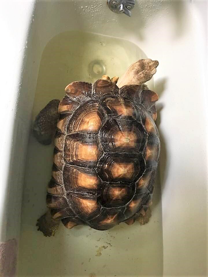 Looking down at a 120 lb Sulcata Tortoise that takes up the whole bathtub