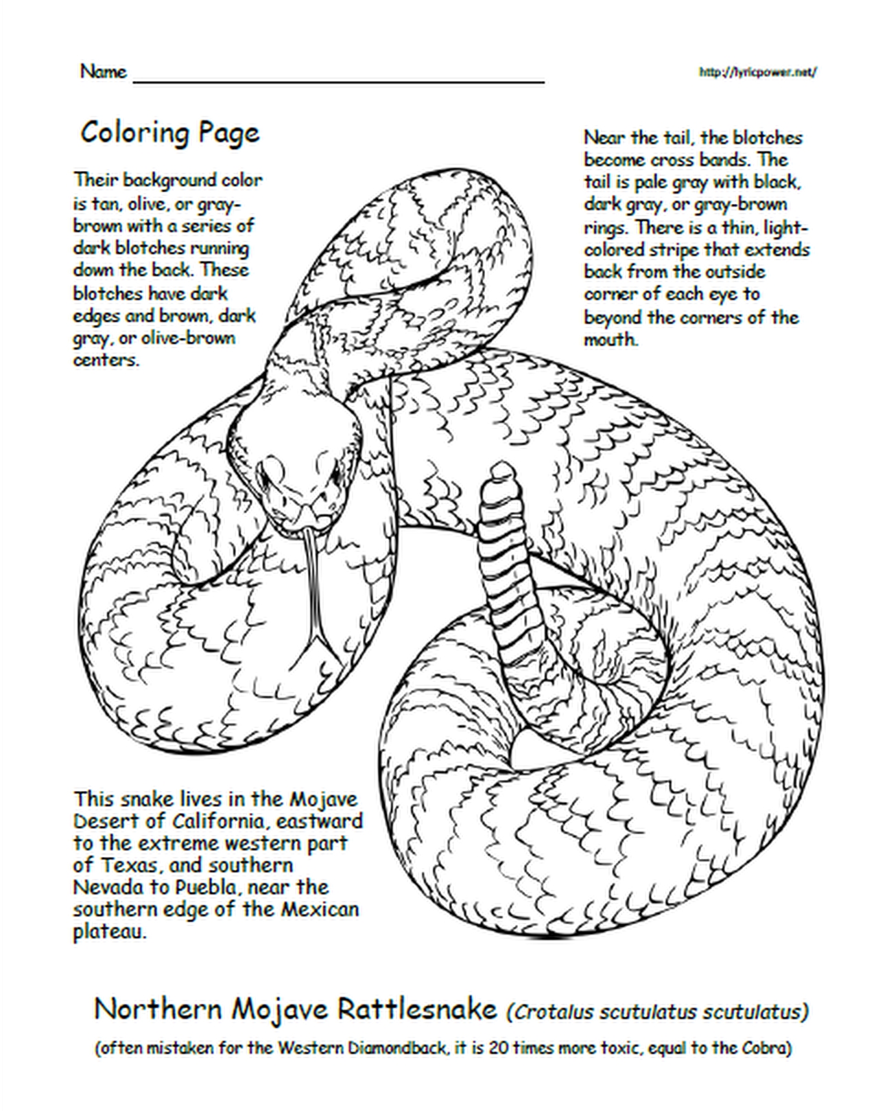 Black and white sketch of a rattlesnake, coloring page, for Northern Mojave Rattler