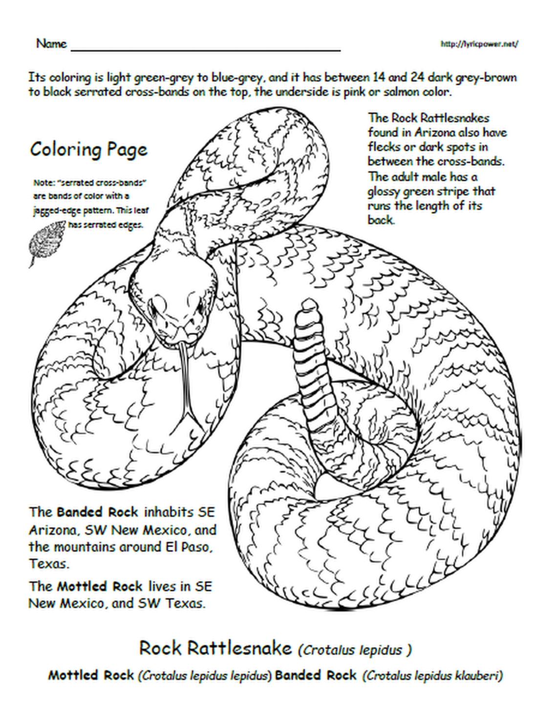 Black and white sketch of a rattlesnake, coloring page, description of a Rock Rattlesnake