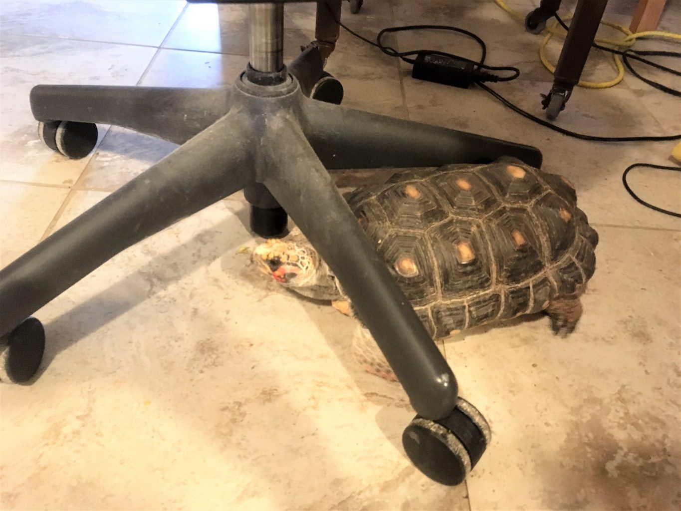 A Red-foot tortoise pushing a desk chair on wheels away from table