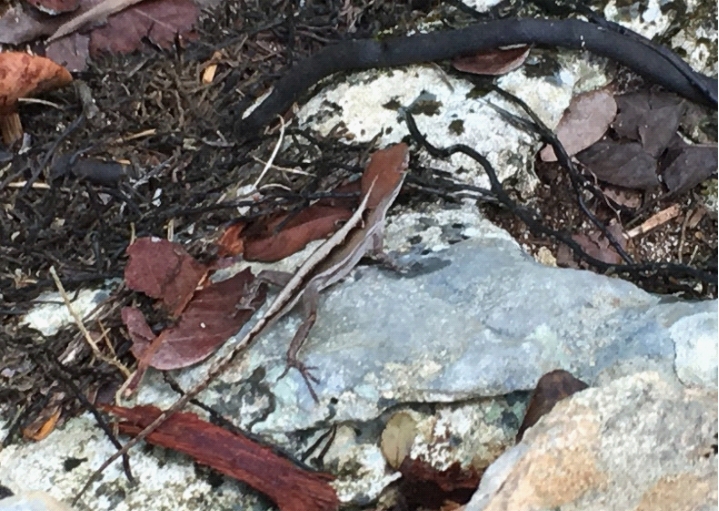 A brown and white Bahamian anole lizard on white rocks on dirt