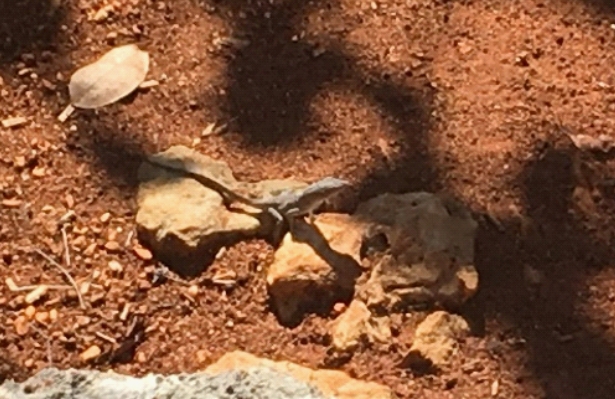 A Bahamian Anole tan-colored lizard on light-colored rocks and brown dirt