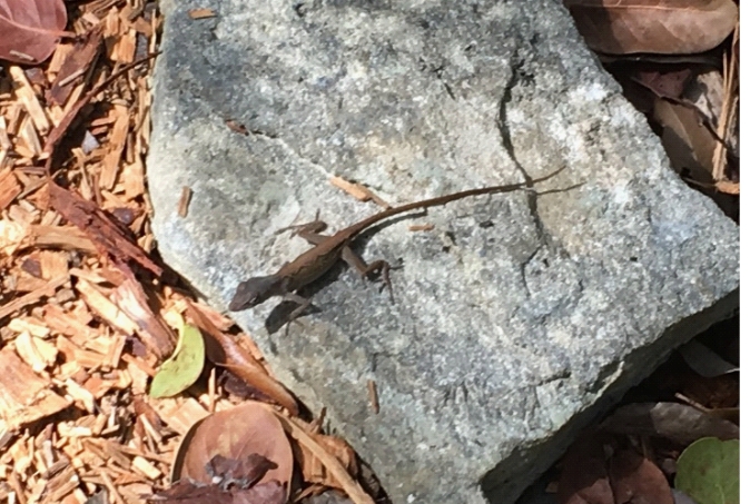 A brown anole Bahamian lizard on a gray rock