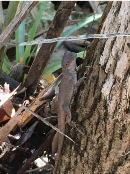 A Bahamian gray Anole lizard climbing a tree