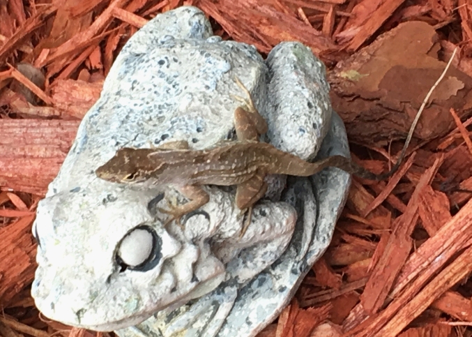 brown anole lizard on white frog statue on wood chips