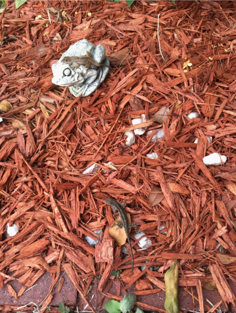 two brown anole lizards on the ground, rocks, leaves