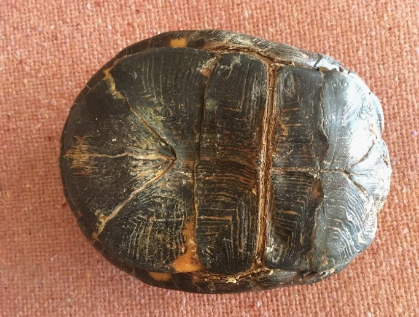 A box turtle closed up inside his box