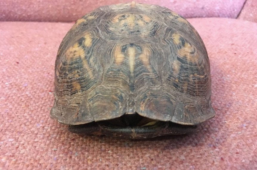 Looking at a closed up box turtle from the front