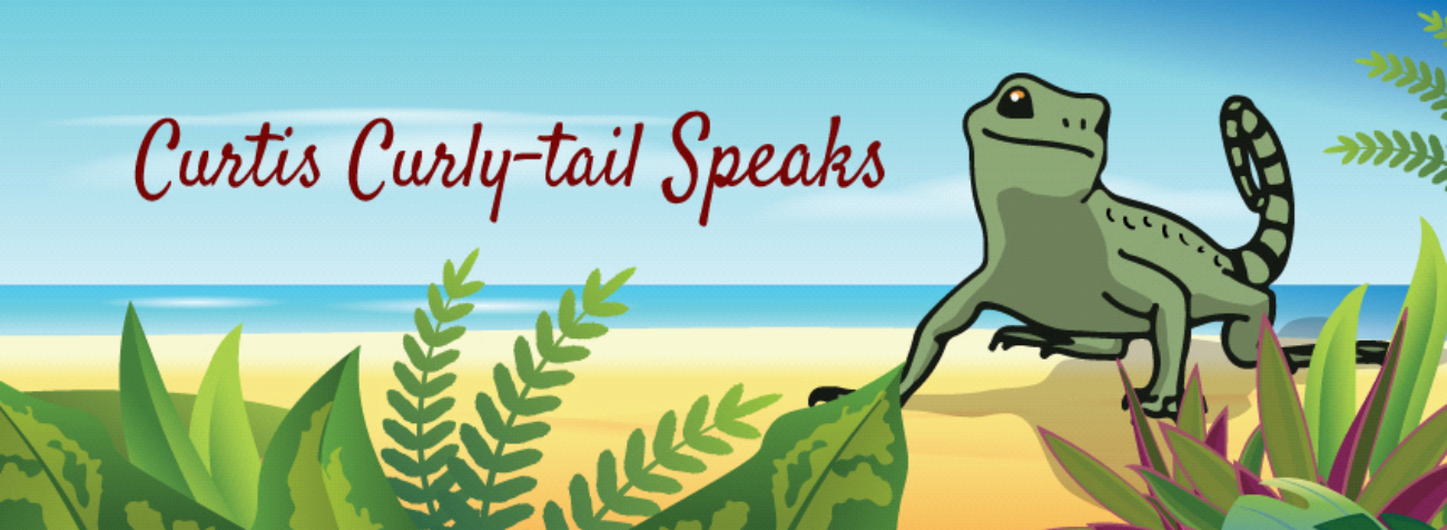 a curly tail lizard on a bahamian beach with blue sky and ocean, sand and green plants