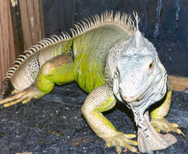 Green Iguana, Algae, on an enclosure.