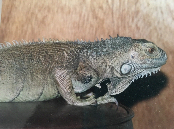 Green Iguana, Loa, on a tabletop