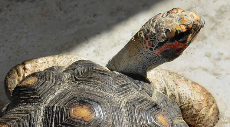 A red-foot tortoise, showing top of shell and head looking back at photographer