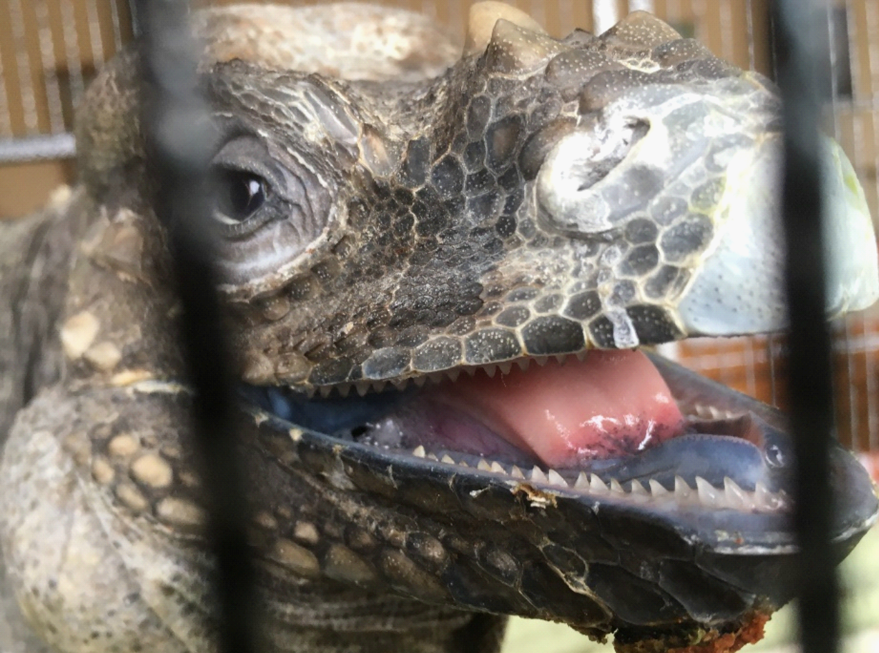 iguana has teeth