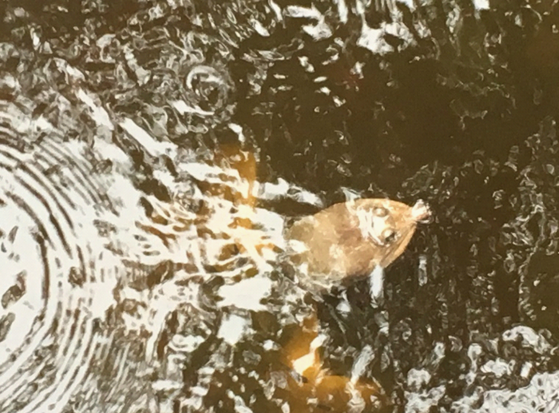 A Florida softshell turtle (Apalone ferox) swimming near the surface of a body of freshwater