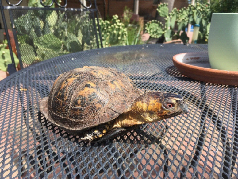 A box turtle on a patio table in a backyard