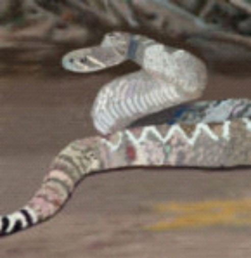 rubber diamondback rattlesnake