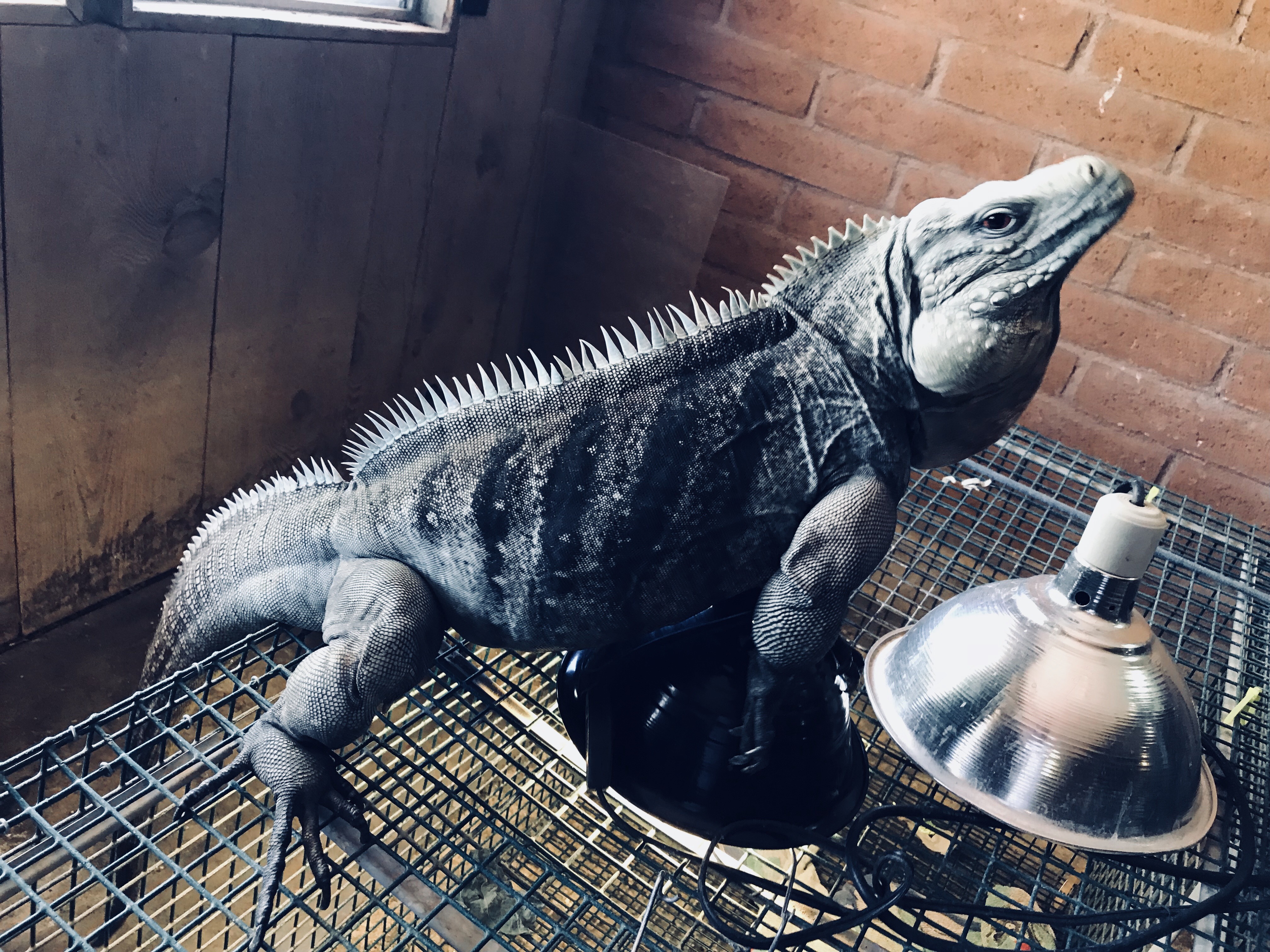 A rock iguana on top of an enclosure