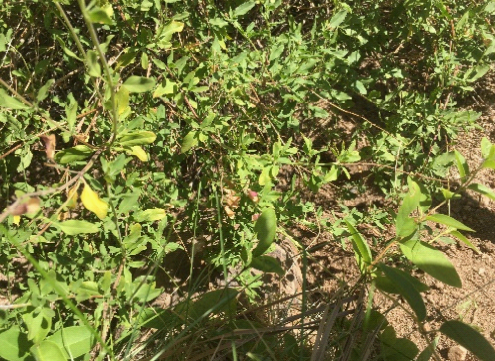 Bushy backyard plant; can barely see a large sulcata tortoise under the bush, digging a hole in the ground