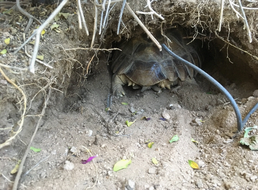 Large Sulcata tortoise in Southern Arizona den she has just dug