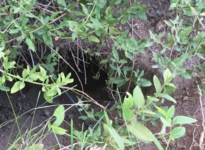 A hole in the ground under a bush is a tortoise den
