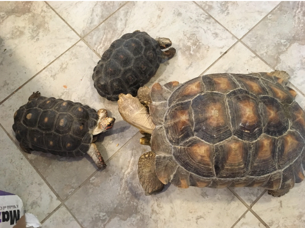 On tile floor, female red-foot tortoises sidle up to the large male sulcate tortoise