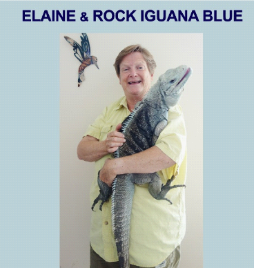 A woman holds a five-foot rock iguana in her living room