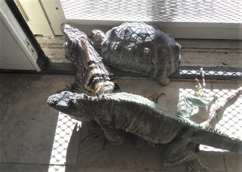 A spiny-tail iguana, a green iguana and a red-foot tortoise share the space by a screen door