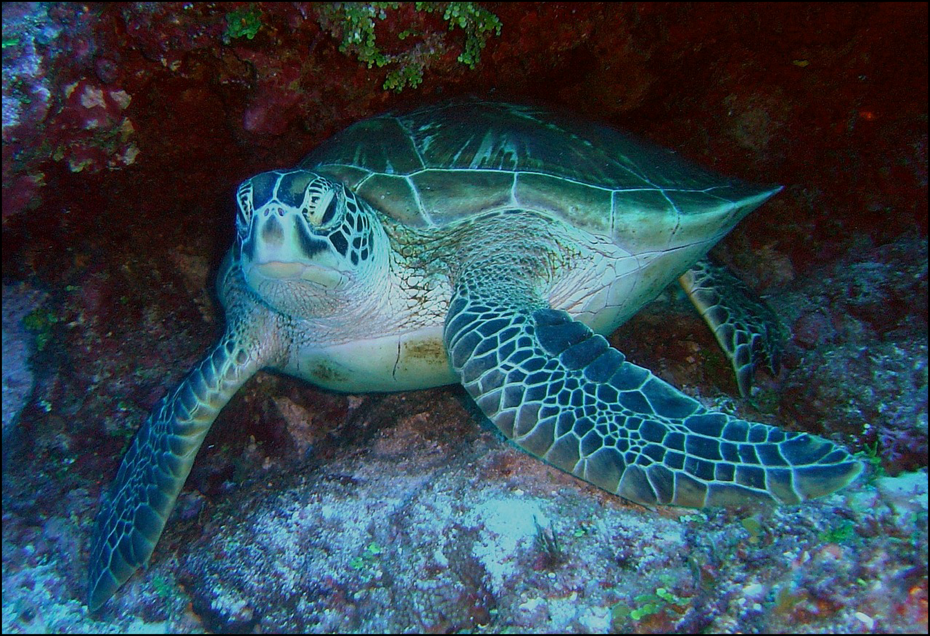 a green sea turtle in the ocean