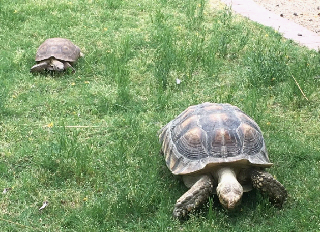 two tortoises on grass; small territorial tortoise is chasing large guest tortoise