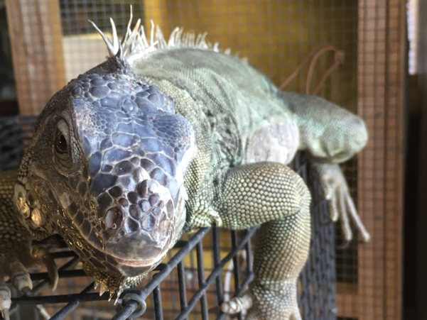 closeup of a green iguana