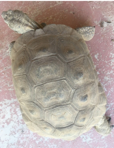 looking down at the shell of a tortoise