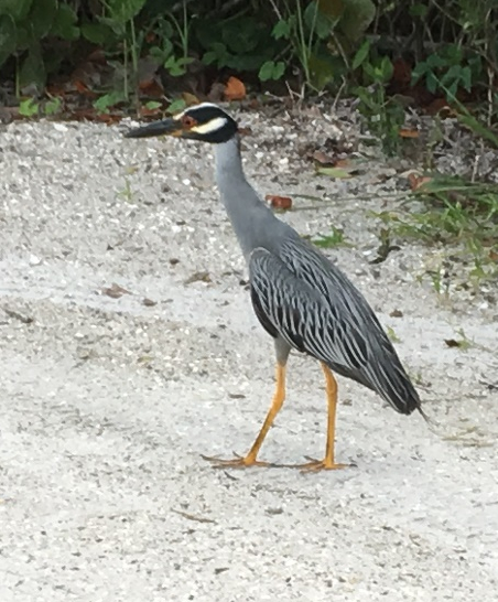 a night heron walking on sand