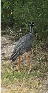 Looking at back of heron that appears to have a face on the back of its head